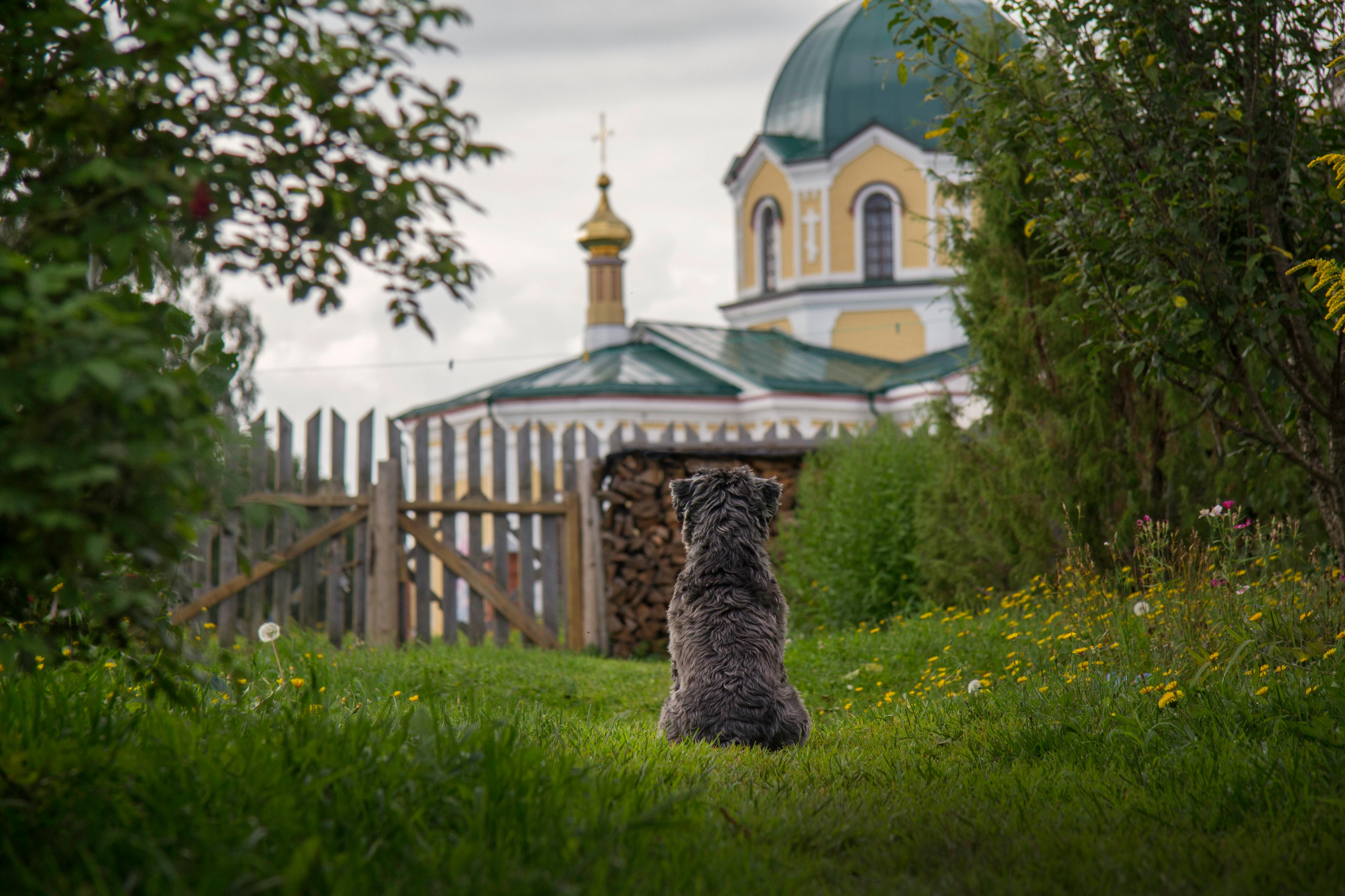 Dog at Church